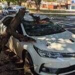 Sem manutenção, galho de árvore histórica cai e atinge carro de luxo na avenida Afonso Pena