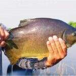 Com pesca liberada para moradores, prefeitura abastece Parque do Lago com novos peixes