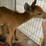 Filhote de de cervo-do-pantanal abandonado é resgatado às margens da BR-262