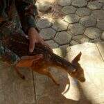 Perdido da mãe, filhote de veado é capturado em fazenda de Aquidauana