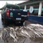 Pescador profissional é preso e autuado com 360 kg de pescado ilegal