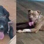 Casal de pitbulls está à solta após escapar em Campo Grande