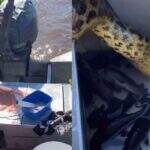 VÍDEO: Sucuri ‘cara de pau’ invade barco e rouba pescadores em Mato Grosso do Sul