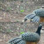 Ameaçada de extinção, monitoramento registra ave Mutum de Penacho no Pantanal de MS
