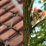 Armadilha com cerca elétrica para matar gatos rende briga entre vizinhos em Campo Grande