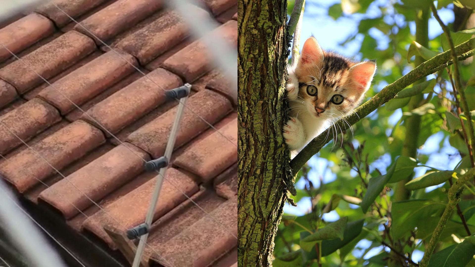 Armadilha com cerca elétrica para matar gatos rende briga entre vizinhos em Campo Grande