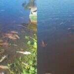 VÍDEO mostra dezenas de peixes mortos por fenômeno da decoada em Porto da Manga