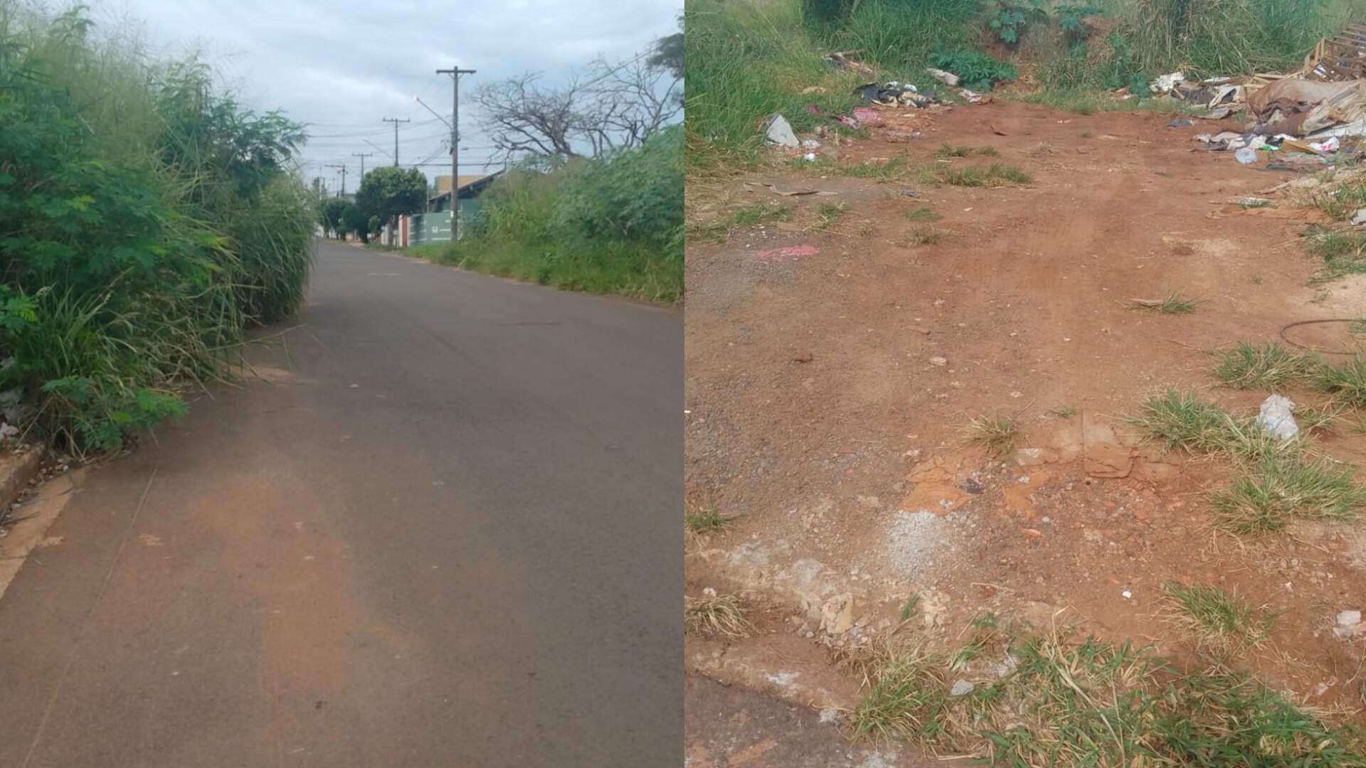 Matagal de terreno abandonado invade asfalto e vira pesadelo para moradores do Morada Verde