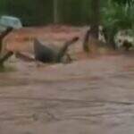 VÍDEO: Mãe e filho são salvos prestes a cair em córrego durante enchente em Campo Grande