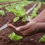 Resistência do agro, pequeno produtor é soma de esforços que alavanca a economia
