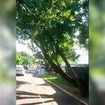Vídeo: Galhos de árvore invadem avenida e motoristas alertam para risco de acidentes