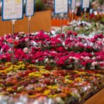 Preço de flores para o Dia das Mães tem variação de mais de 100% em Dourados