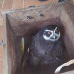 Sob risco de extinção, coruja de grande porte é resgatada com asa ferida em Mato Grosso do Sul