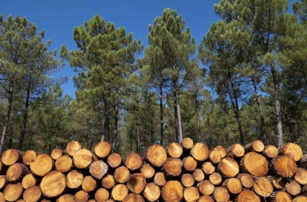 Empresa de serviços florestais de silvicultura oferece 42 vagas de trabalho