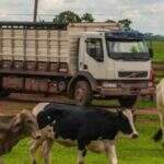 Aplicativo para transporte de cargas vivas volta a ser obrigatório em Mato Grosso do Sul
