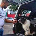 Com recusa de motoristas, transporte de animais se torna nicho atrativo em Campo Grande