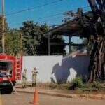 Após pegar fogo cinco vezes, tronco de árvore será retirado por danificar escola em Campo Grande