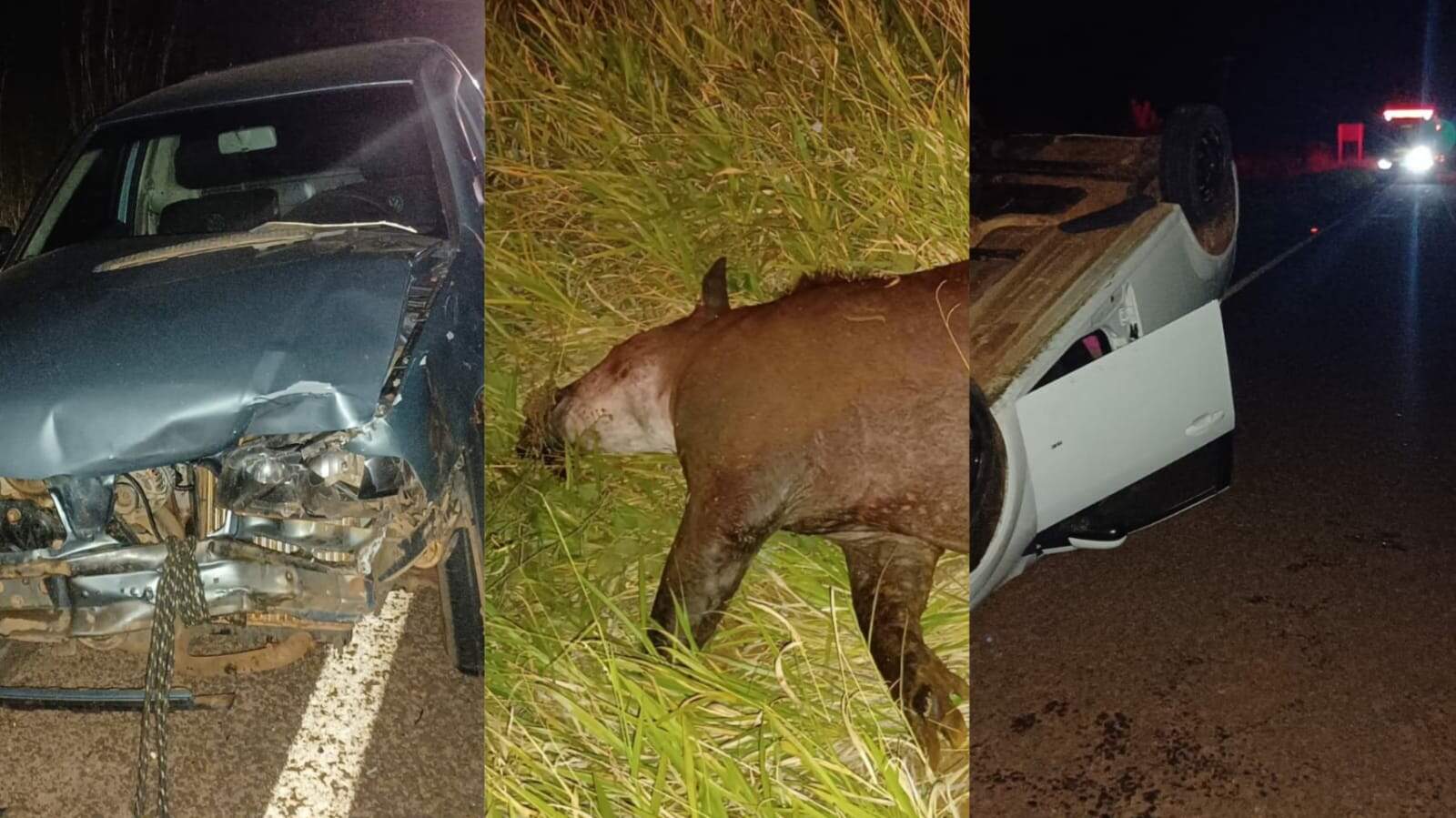 Carros se envolvem em grave acidente com atropelamento de anta na MS-010, em Campo Grande
