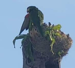 animal Maracanãs-pequenas em ninho na Afonso Pena - (Foto: Leitor Midiamax)