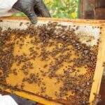 MS planeja exportar mel e ampliar mercado com regularização de produtores