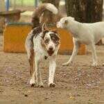 Campo Grande registrou 703 casos positivos de leishmaniose em animais em quatro meses