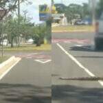 VÍDEO: Jiboia é flagrada atravessando avenida na entrada do Parque dos Poderes