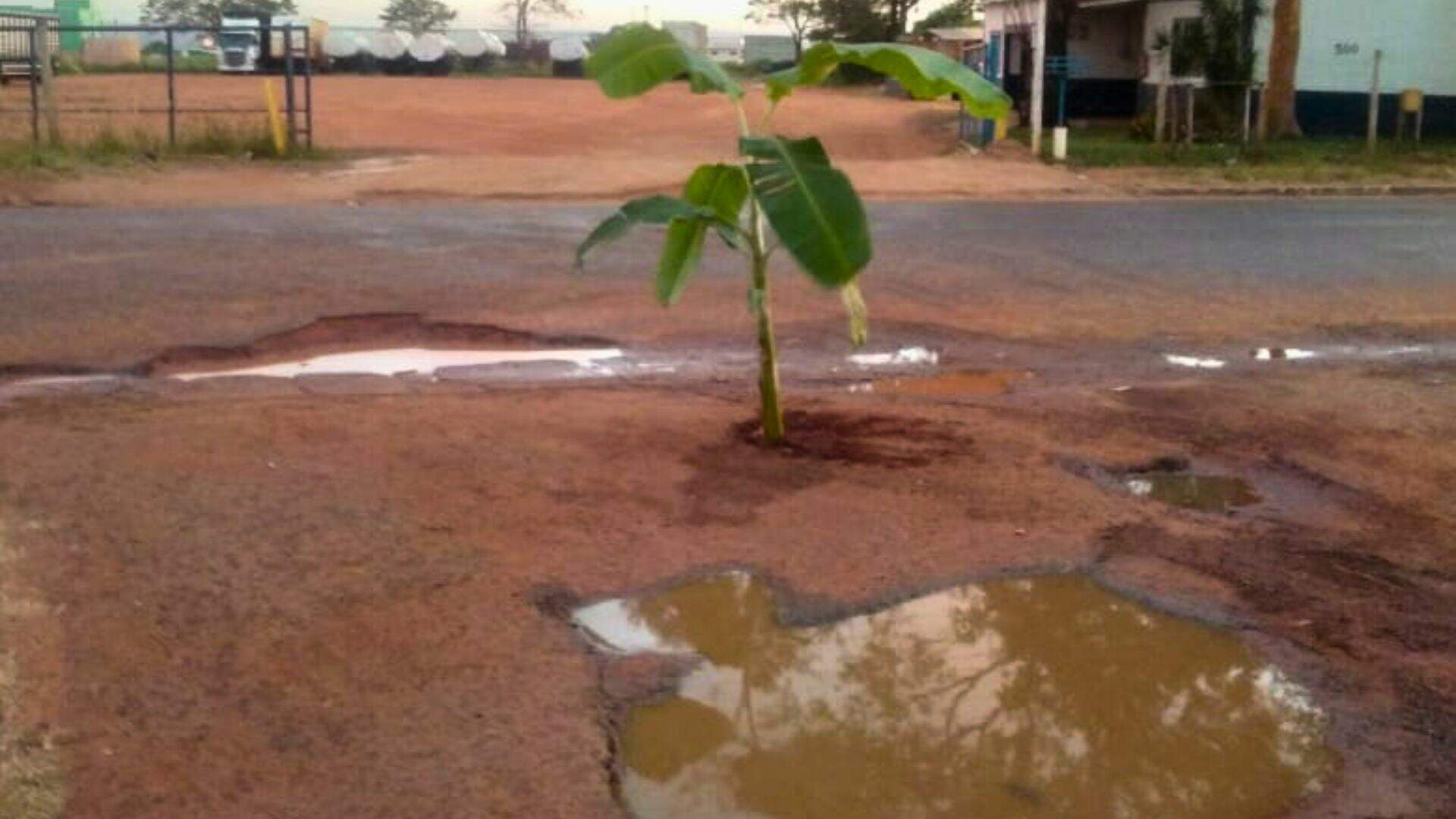 Em Bataguassu, moradores plantam bananeira em buraco enquanto esperam reparo na via