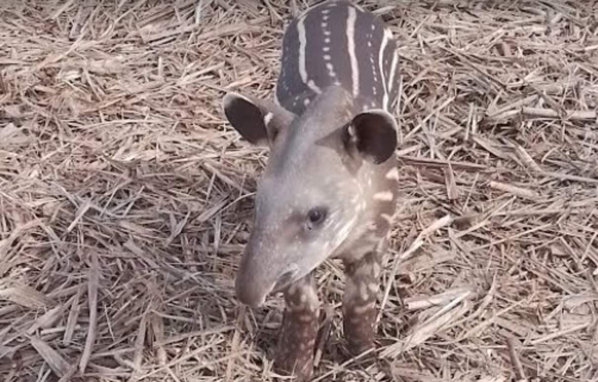 Filhote de anta abandonado pela mãe é recolhido em meio a plantação de cana