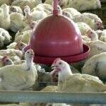 Ministério da Saúde descarta suspeita de gripe aviária em humano no ES