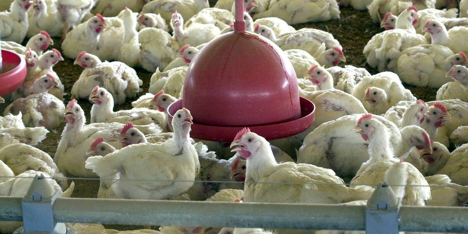 Ministério da Saúde descarta suspeita de gripe aviária em humano no ES