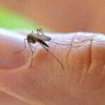 Com casos confirmados, Saúde faz alerta para ressurgimento da dengue tipo 3