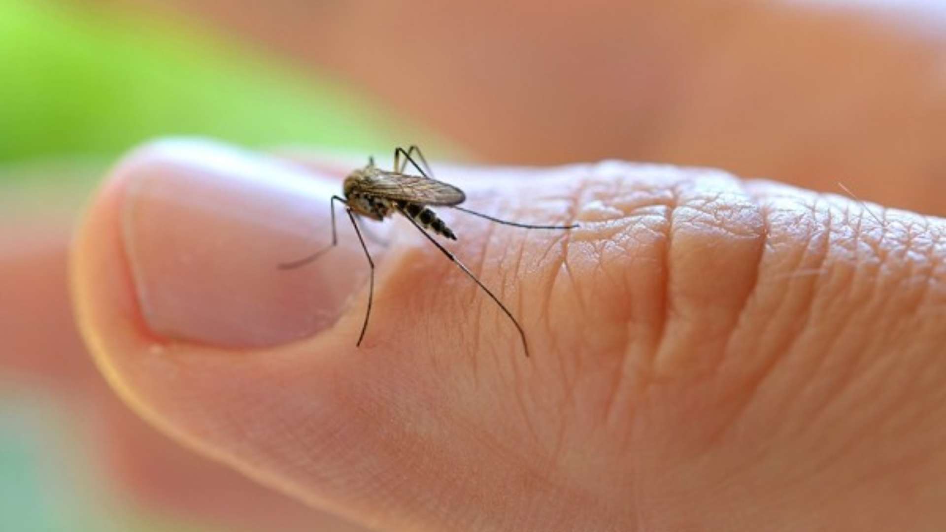 Novo vilão? Outro mosquito pode estar agravando casos de dengue em Mato Grosso do Sul