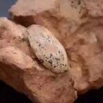 Ovos de 80 milhões de anos são encontrados durante obra em rodovia em MG