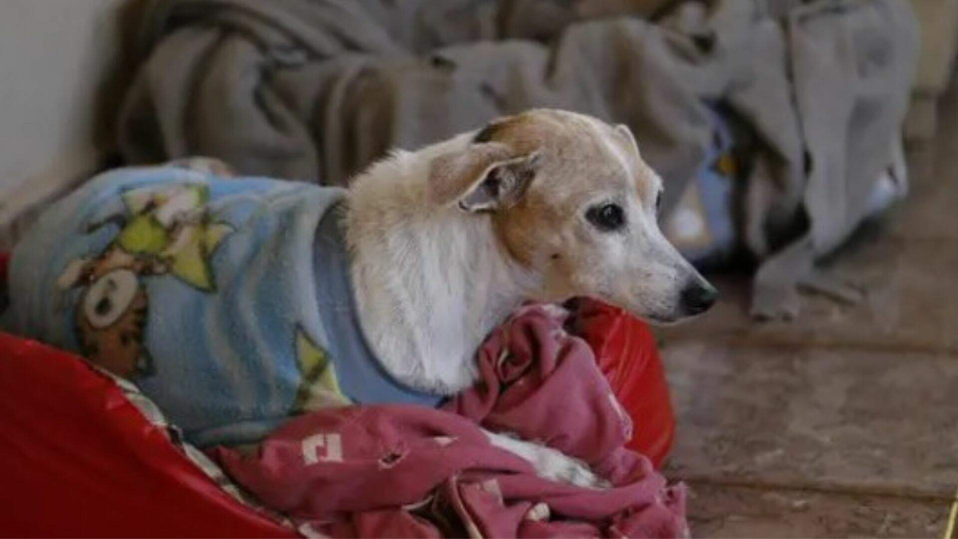 pet com casaquinho