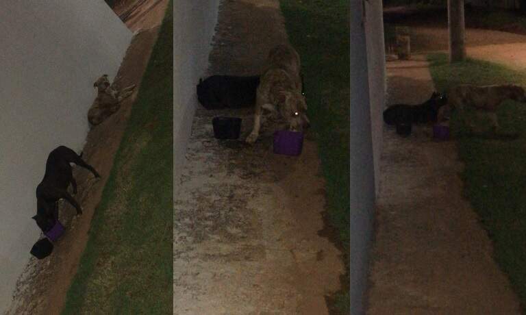 Moradores chegaram a dar comida para pitbulls nas ruas - (Fotos: Fala Povo/Midiamax)