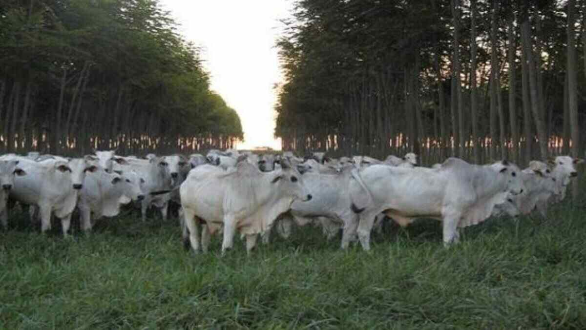 rebanhos gado iagro (1)