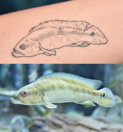 Tatuagem e imagem real de Tobias - (Fotos: Eduardo Coutinho e Divulgação Bioparque)