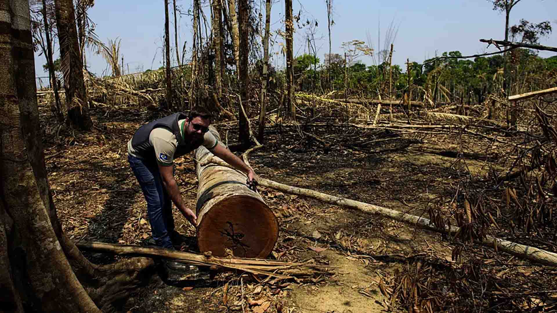 Operação da Sema-MT contra o desmatamento ilegal. (Sema/Divulgação)