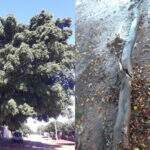 Aflitos com queda de galhos, moradores pedem retirada de árvore há 3 anos no Portal Caiobá