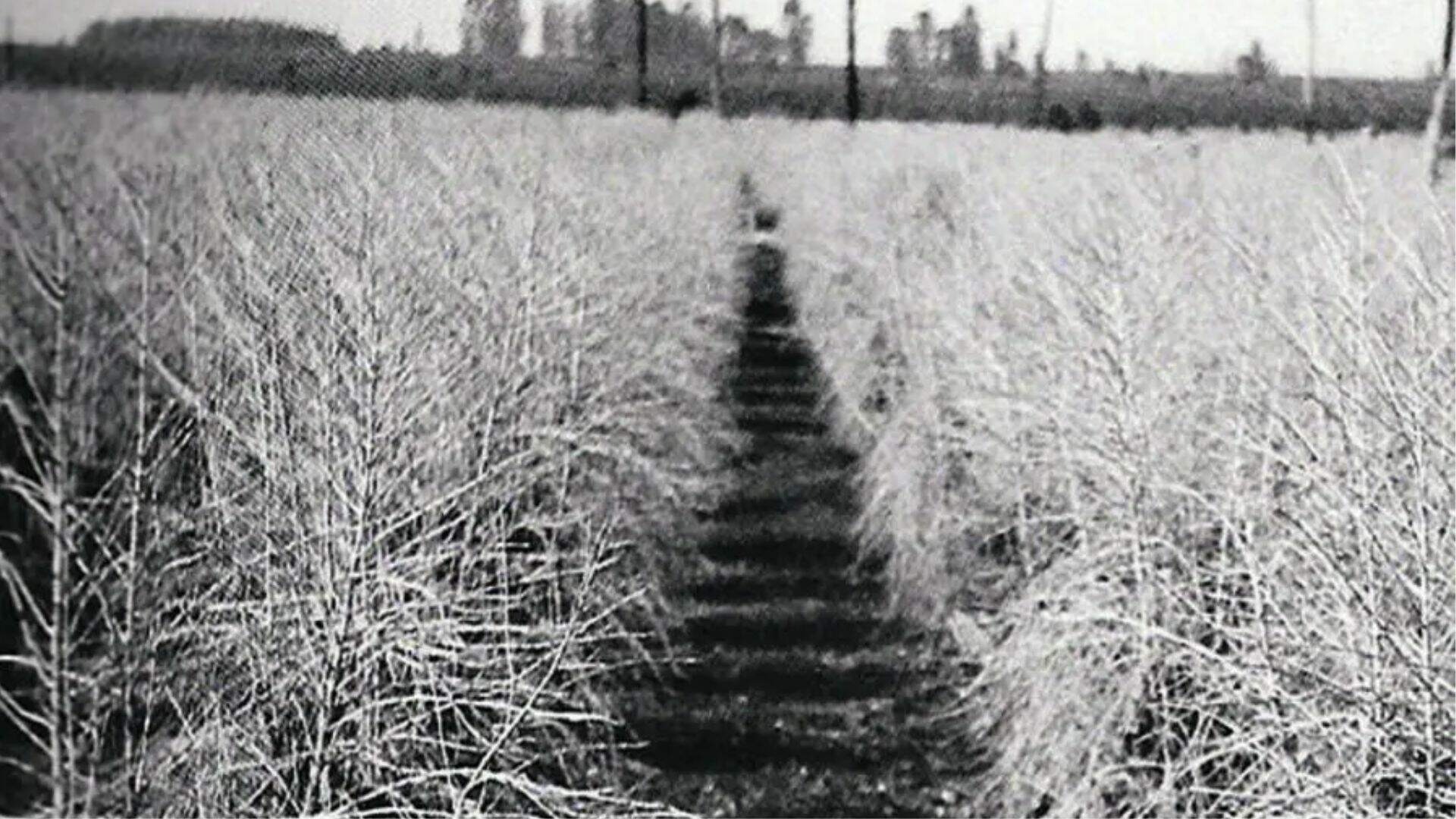Geada de 1975