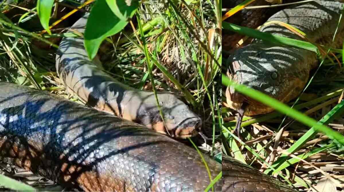 VÍDEO explica por que capivaras de Mato Grosso do Sul se acham demais