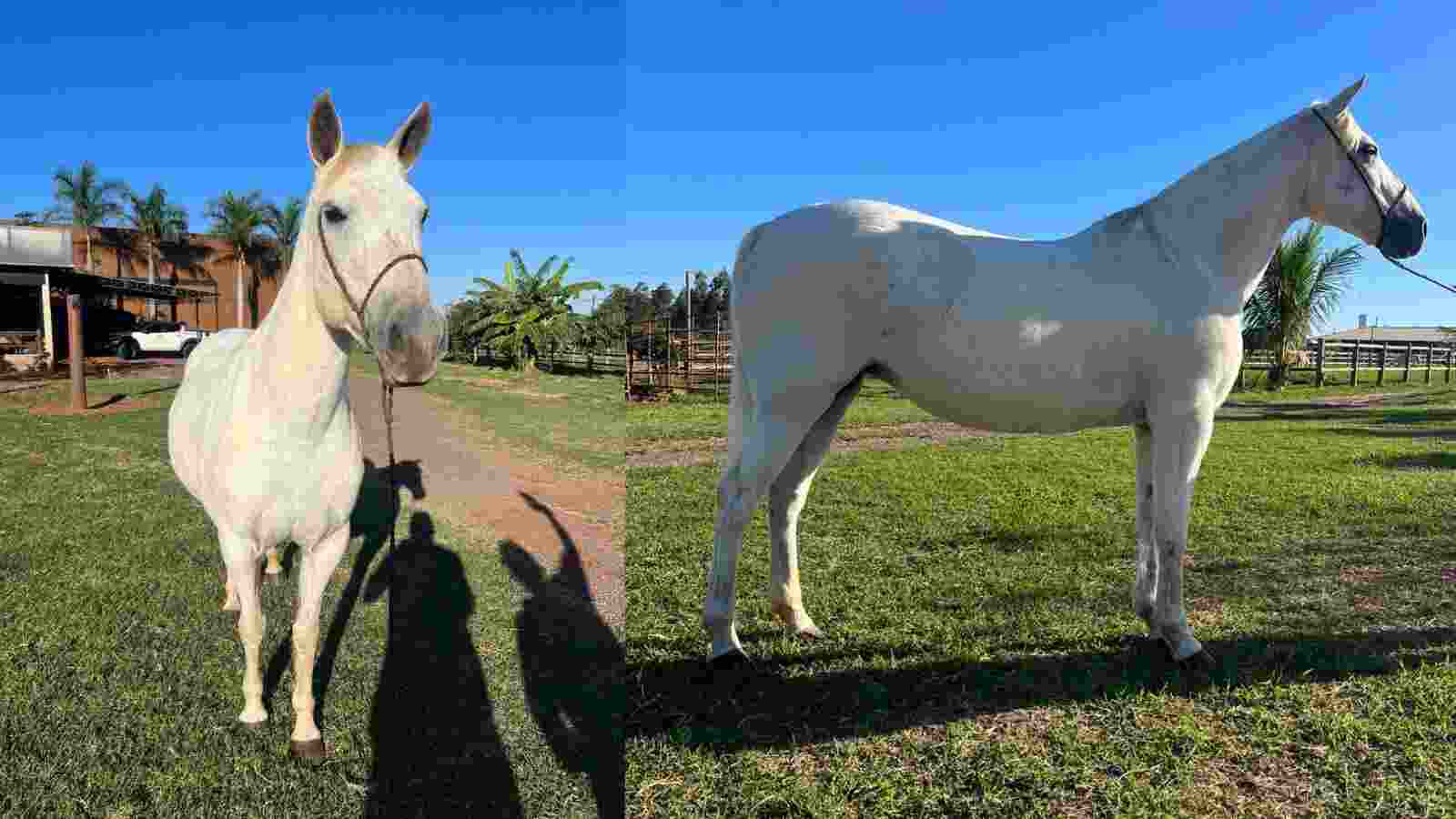 Após caso de mormo e competição cancelada, Iagro vai ao Parque do Peão e vistoria 'cavalo a cavalo'