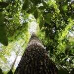 Alertas de desmatamento na Amazônia Legal caem 66% em agosto