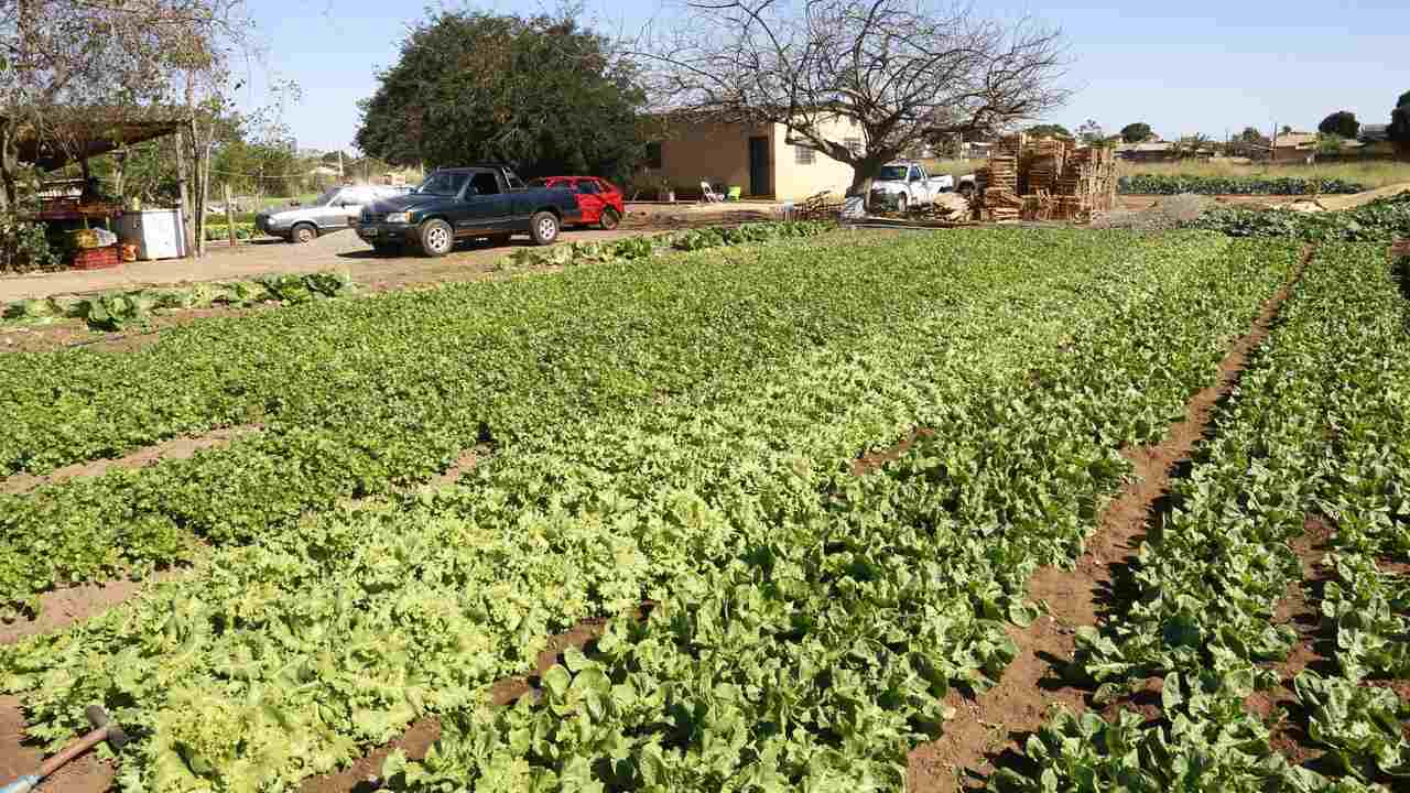 horta