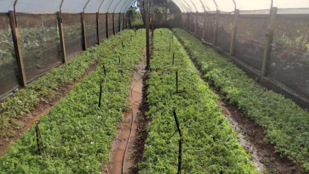 horta