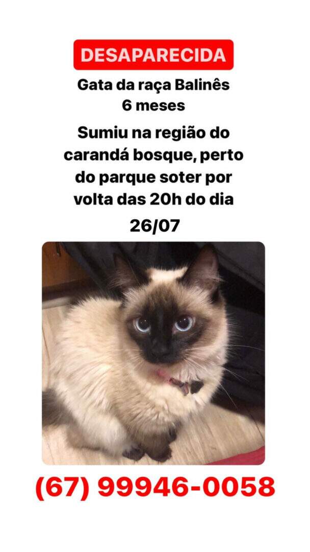balinês