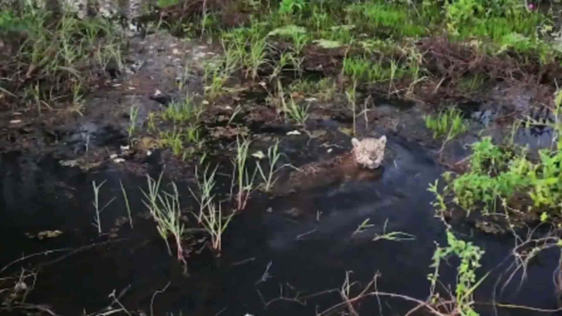 Pescadores estavam em Corumbá quando avistaram no animal no último dia 12. (Reprodução)