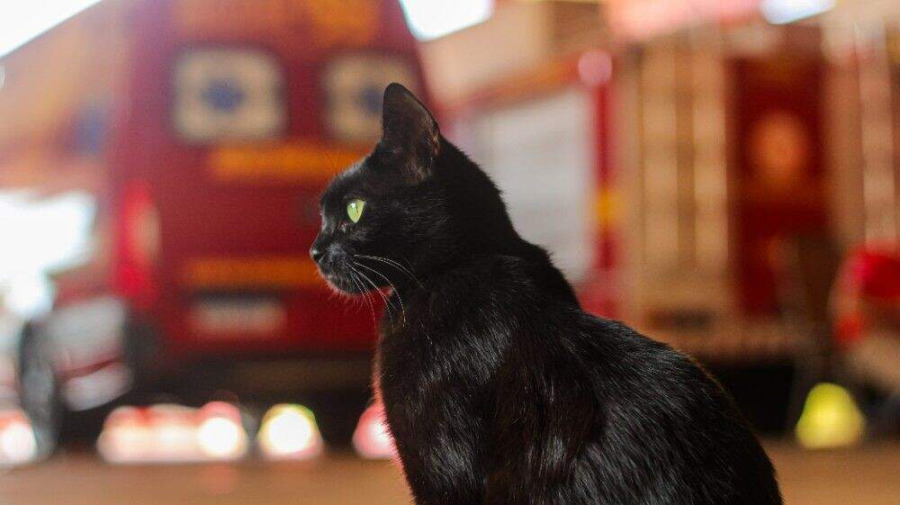 gata