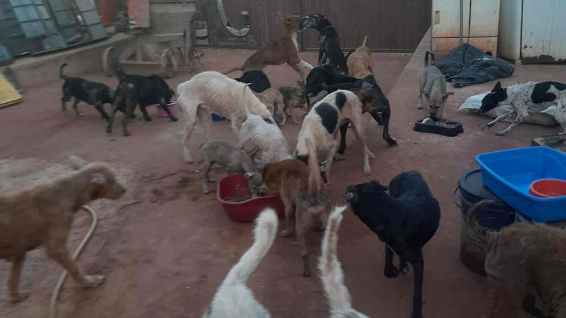 ração cães