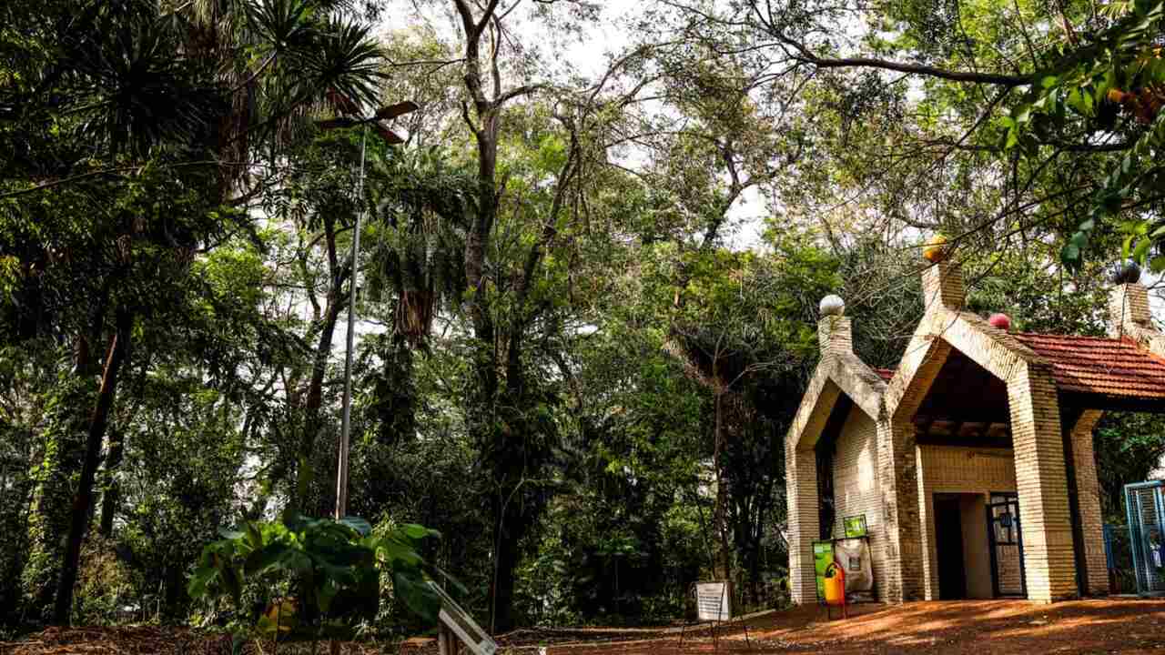Horto Florestal recebe inscrições para oficina de cultivo de plantas no estilo 'kokedama'